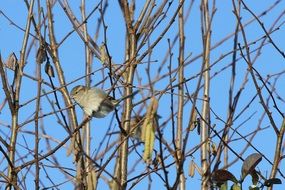 sparrow sits on an autumn bush