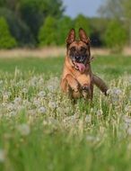 Malinois on the grass