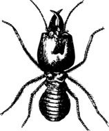 black and white drawing of a beetle
