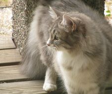 gray domestic cat near the stone