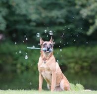 dog in soap bubbles