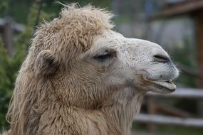Portrait of the camel