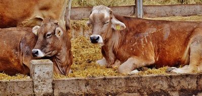 resting farm cows