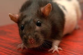 Close-up of rat