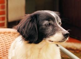 portrait of a cute domestic dog