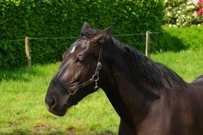 horse head portrait on green grass background