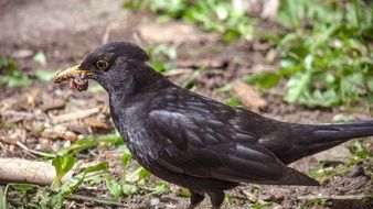 Beautiful blackbird eating insect among the plants