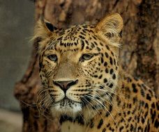 Wild carnivore Leopard