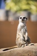 Meerkat in the zoo of wild animals