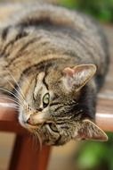 lazy domestic tabby cat resting