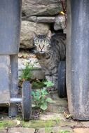 domestic cat near a stone wall