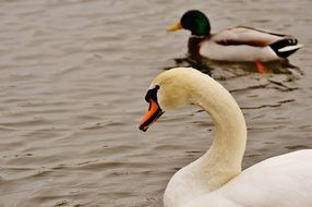 swan and duck on the lake