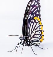 isolated tropical butterfly