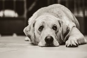 Sad white Labrador