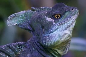 bright iguana close up