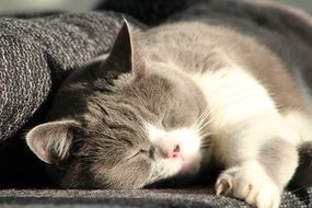 white grey cat on the sofa