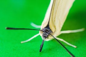 white butterfly on green table