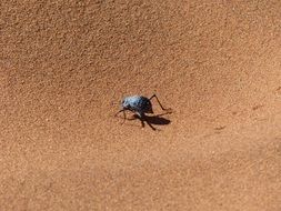 Sossusvlei Beetle in Namib Desert