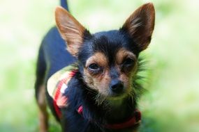 closeup portrait of chihuahua dog