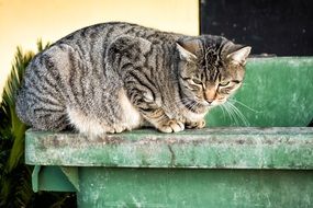 Cat in the street