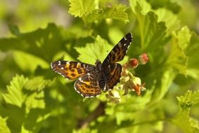 Summer Butterfly