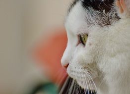 the profile of domestic cat