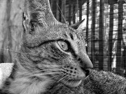 black and white cat portrait