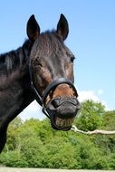 funny horse showing its teeth