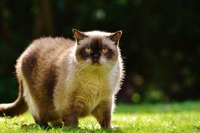 cute British Shorthair Cat