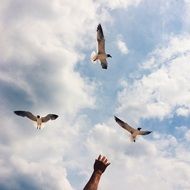 seagulls in the cloudy sky