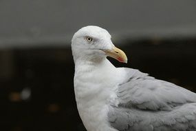 big herring gull