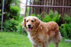 furry golden retriever