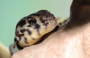 snake in terrarium