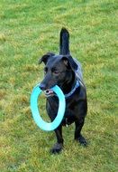 Dog with the frisbee