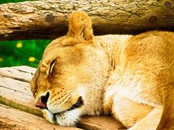 picture of the Lion in the wildlife