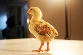 Photo of yellow chicken