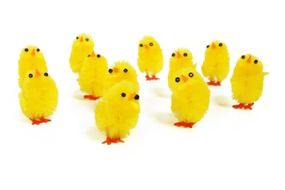 painted yellow chickens on white background