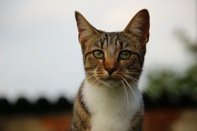 domestic tabby tom cat