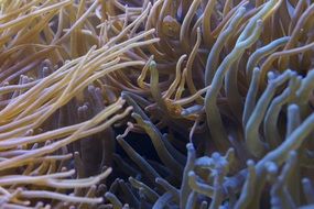 tentacles sea anemones