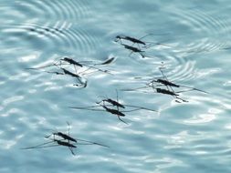 five mosquitoes on the surface of the water