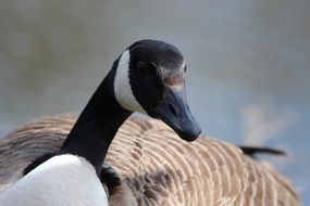 black and white canadian goose