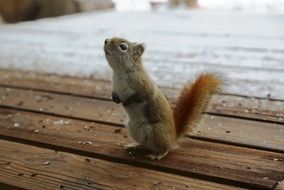 Squirrel Nature Outdoors