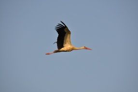 Stork bird in flight