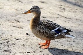little duck is a water bird