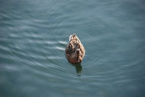 duck swimming on the water in the lake