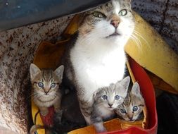 Cat with Kittens in box