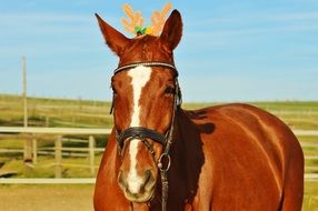 farm horse with Santa hat