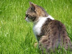 exceptional Cat in Grass