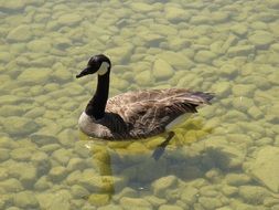 canadian goose swims in a clear lake