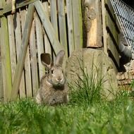 gray rabbit near a wooden fence